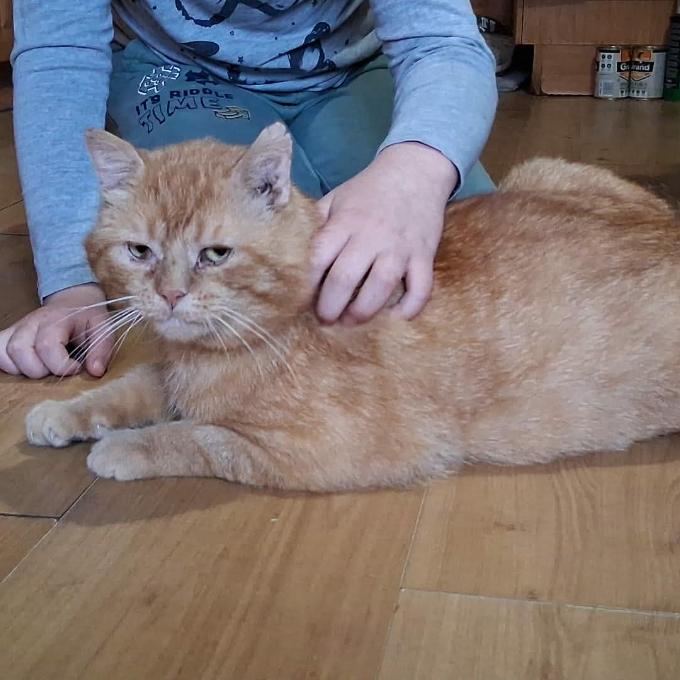 Bobeš
