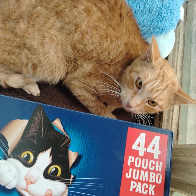 Verunka