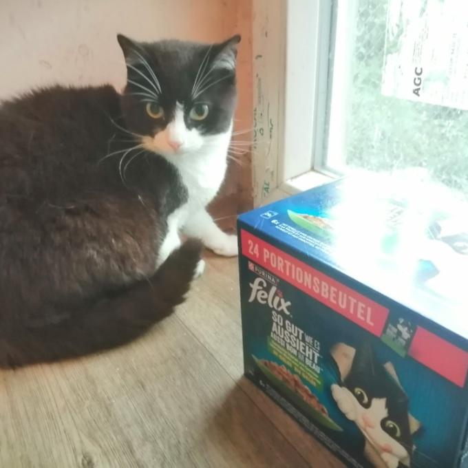 Pampeliška
