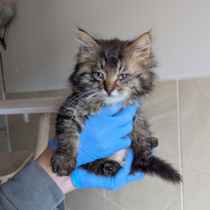 Gatito