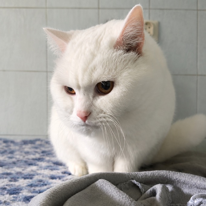 Gus