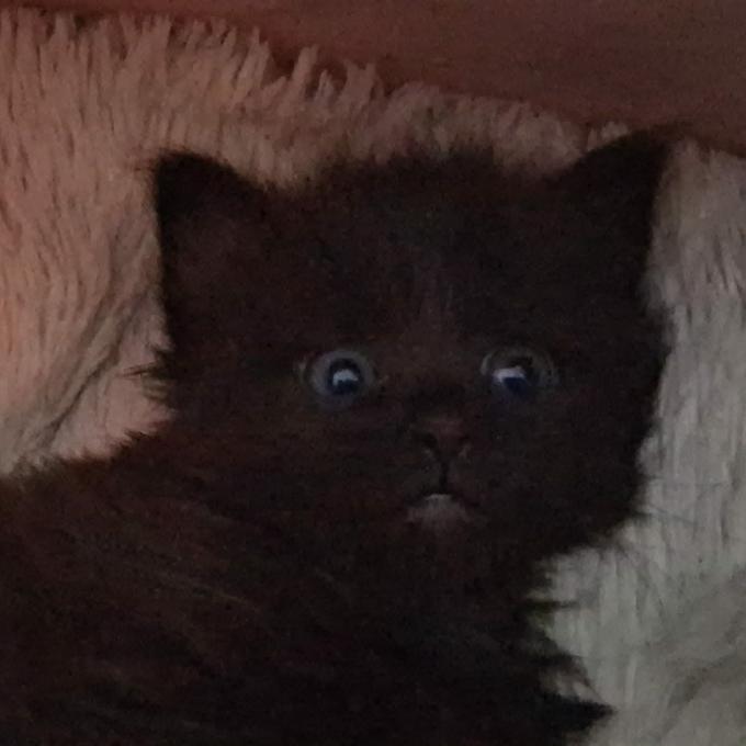 Lulu
