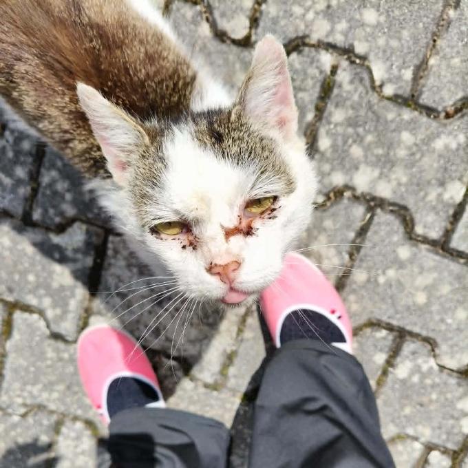 Felix