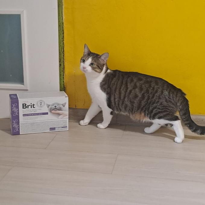 Bubi