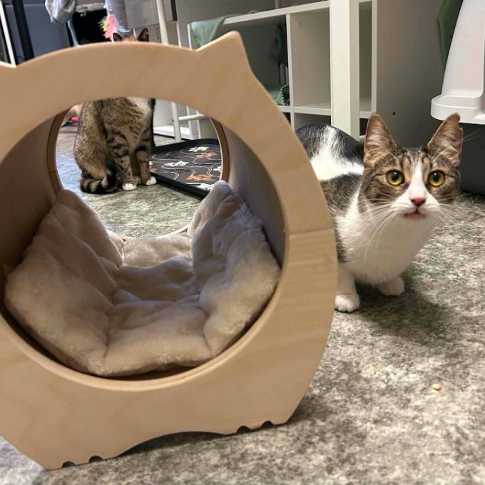 Nala