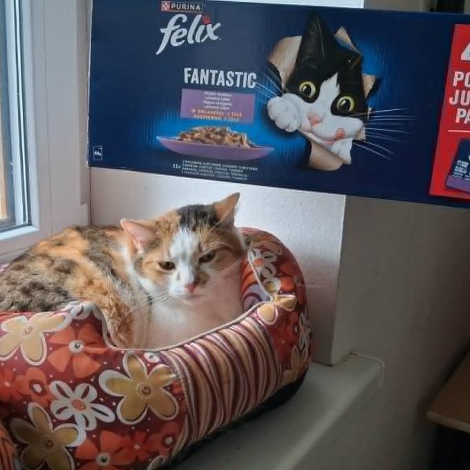 Pepina