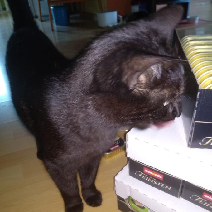 Ozzák