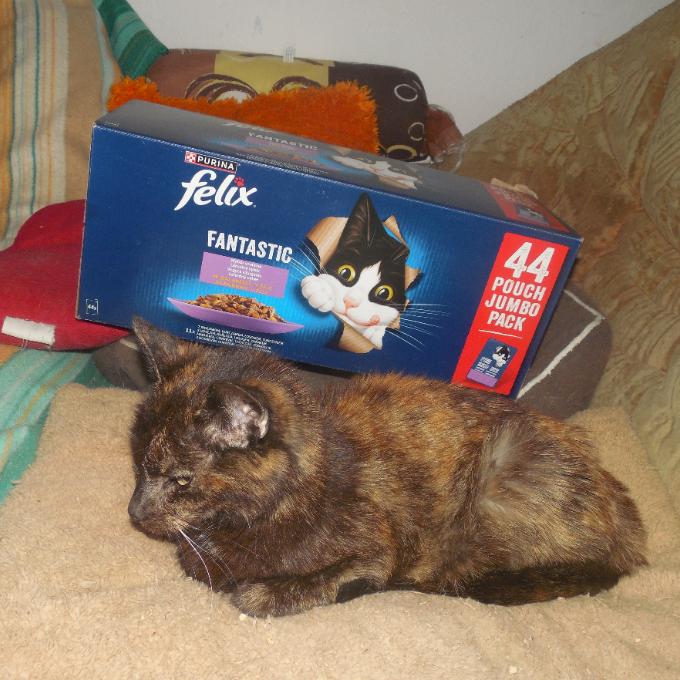 Cácorka