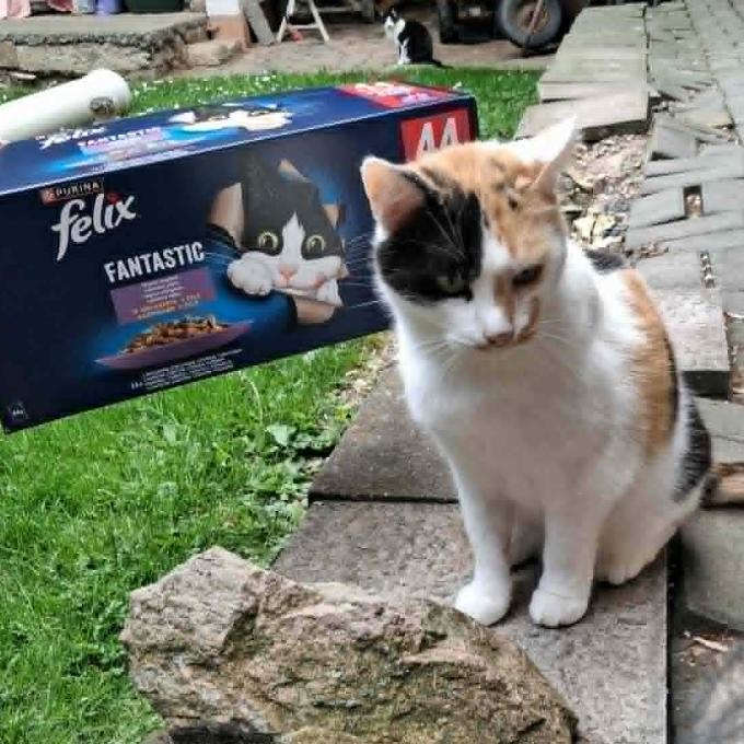 Jituška