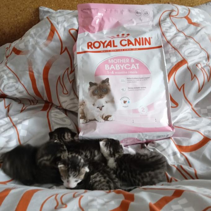 Koťátka od maminky Lucinky