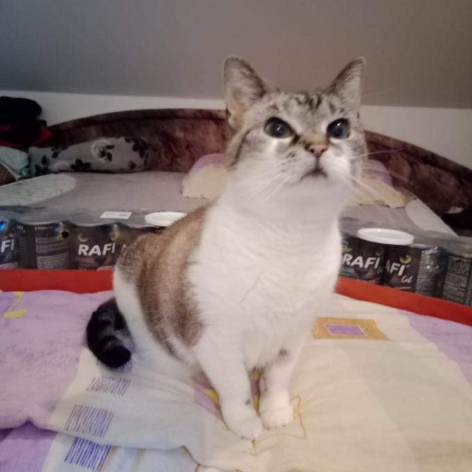 BETYNKA