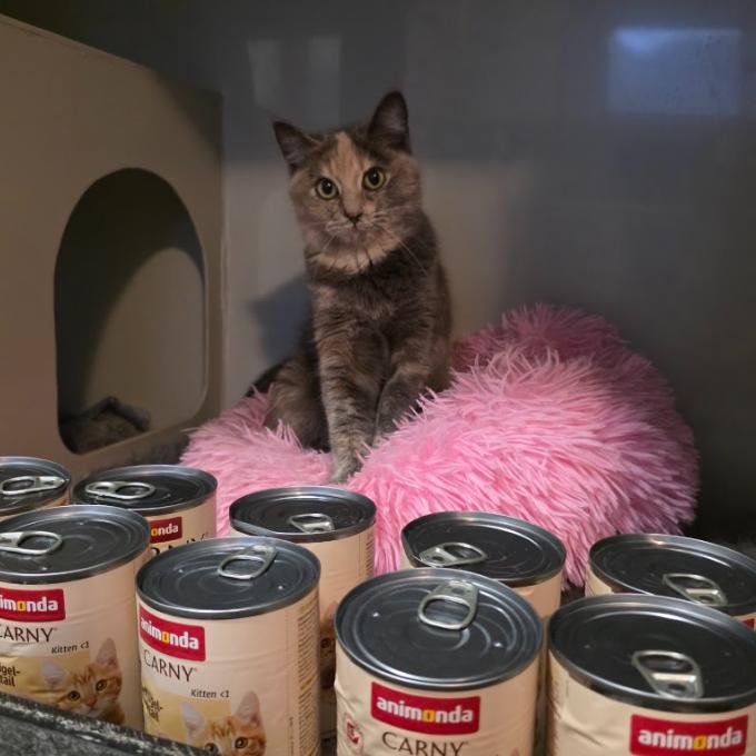 Paprika