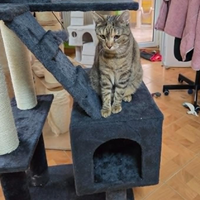 Simba