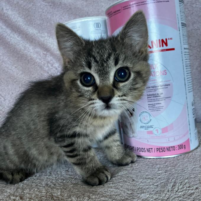 Silvi
