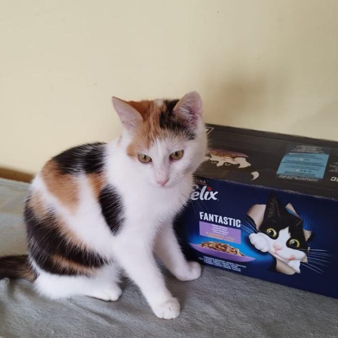 Miuška
