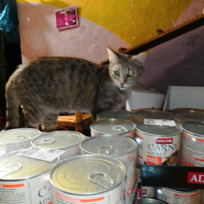 Popelka