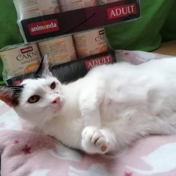 Puntík