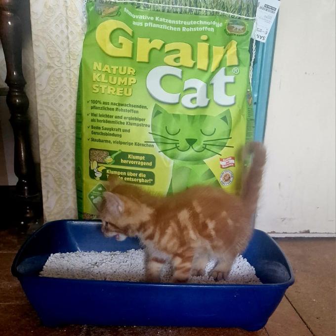 Garfield
