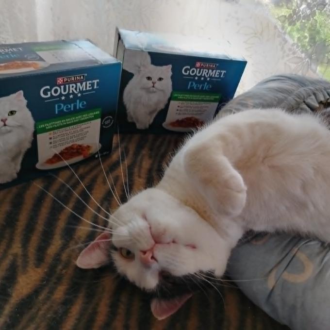 Pacínek Packa