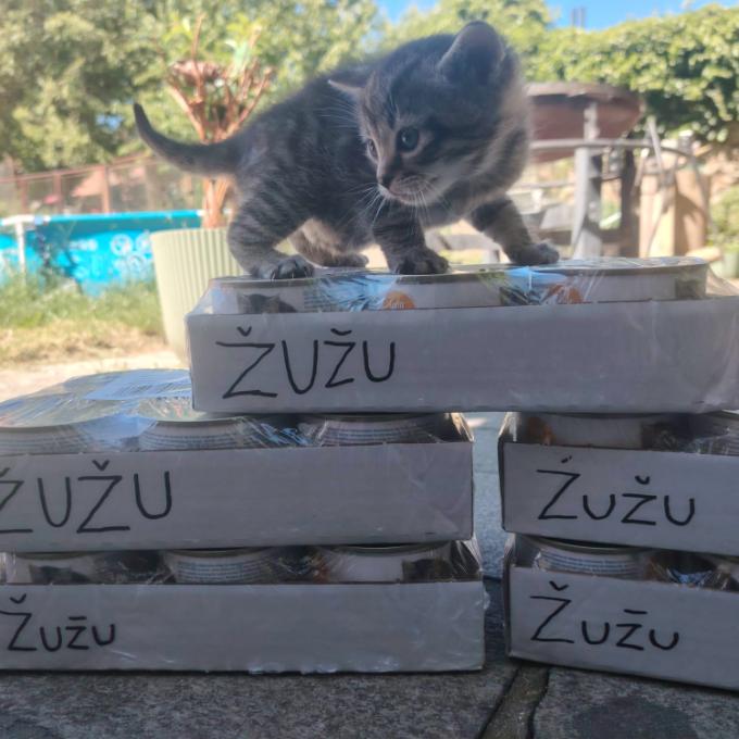 Žužu