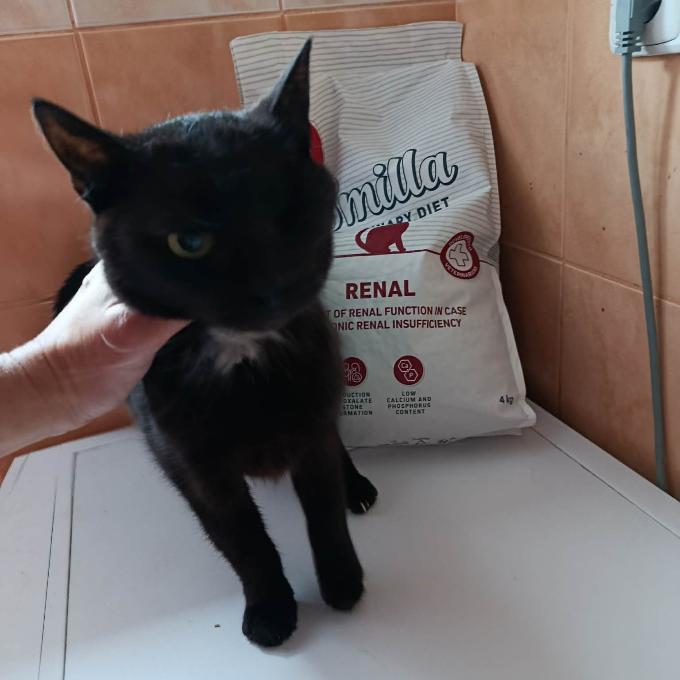 Merlin