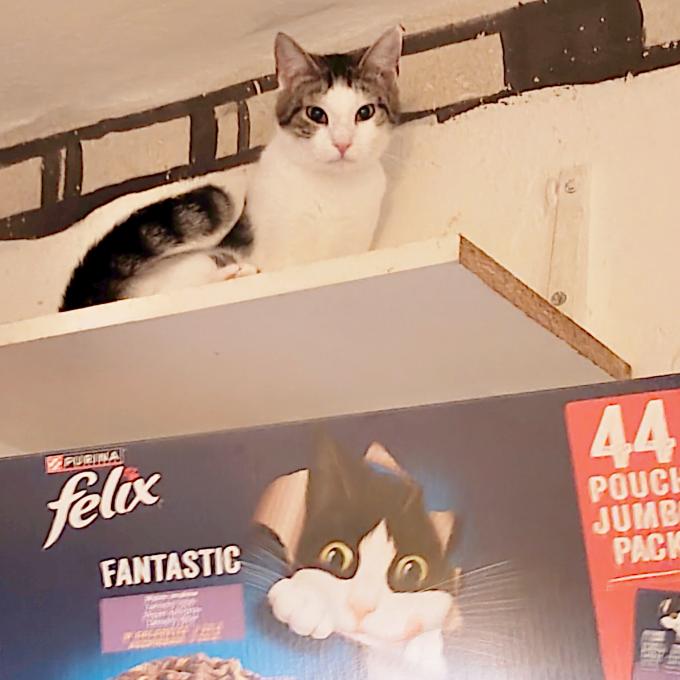 Šňupík