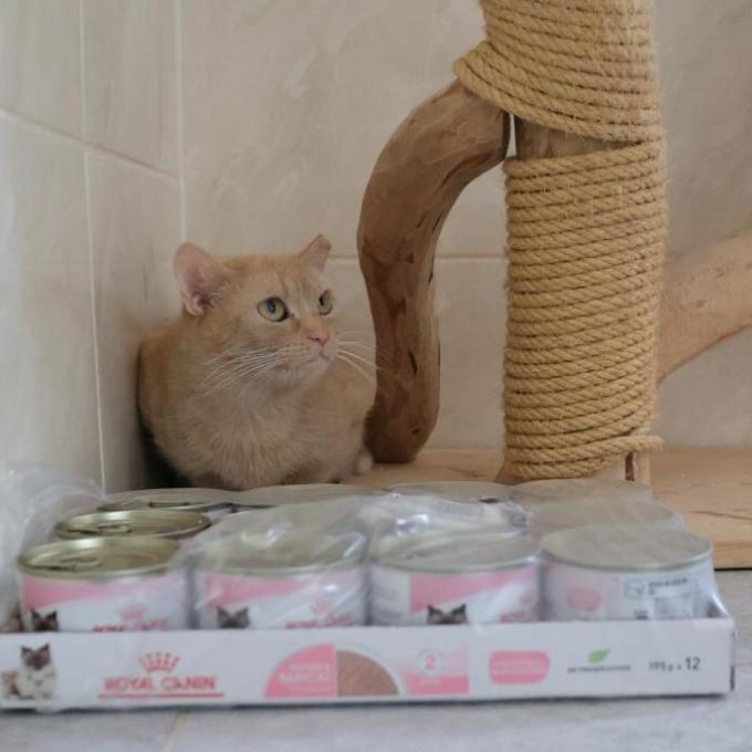 Ginger