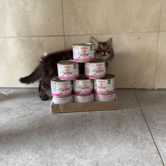 Gatito
