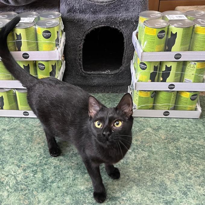 Bellatrix
