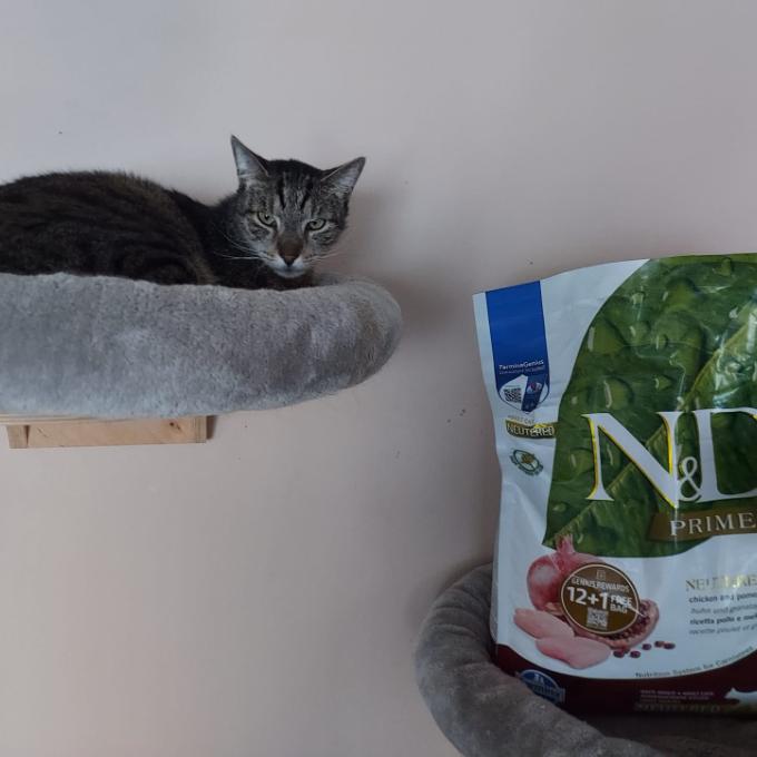 Noel