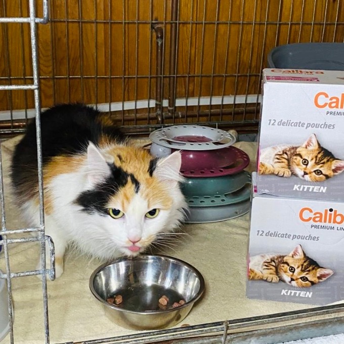 Kali
