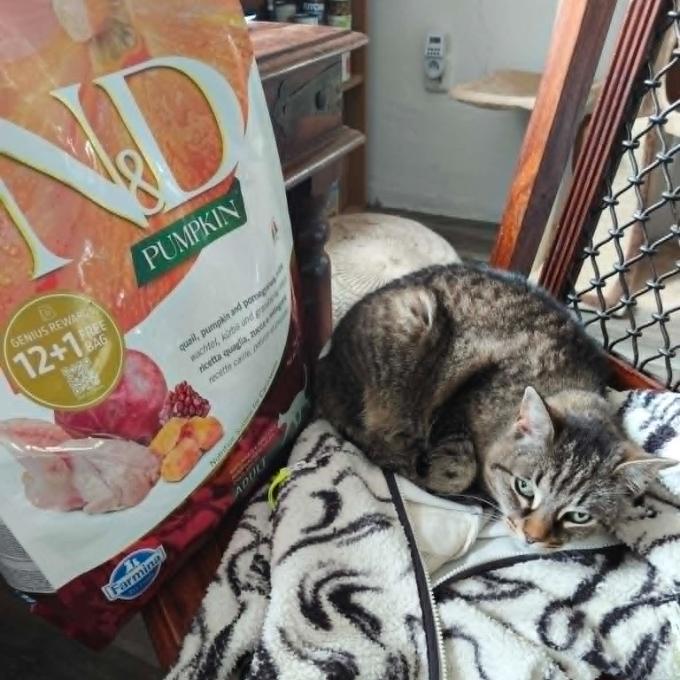 Kitty