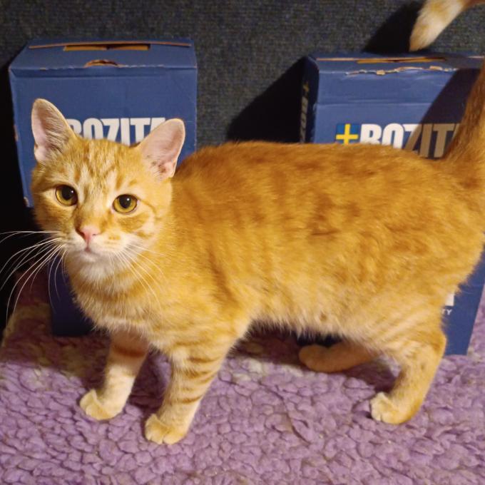 Garfield