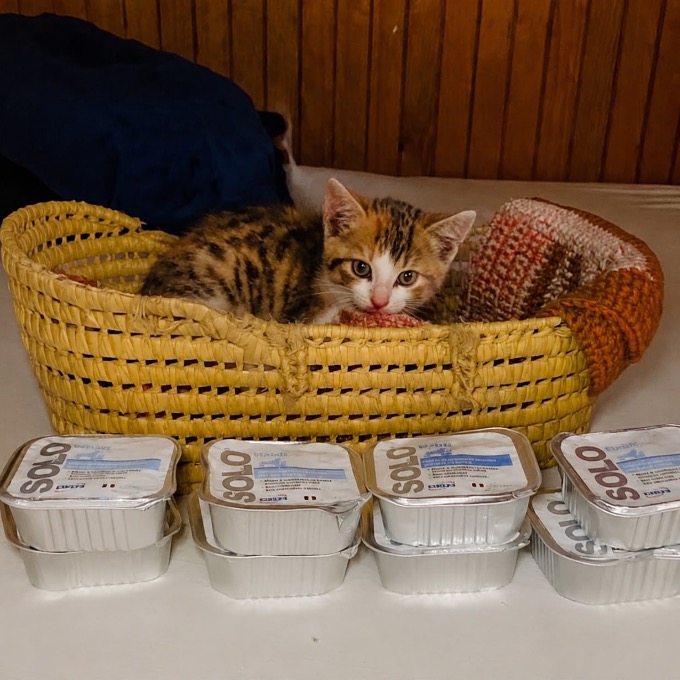 Mochi