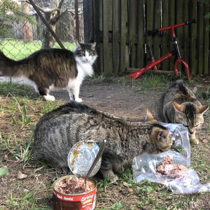 Nová Role - U Křížku