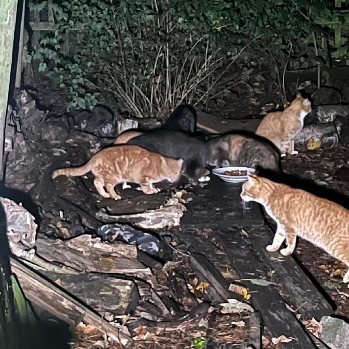 Jindřichovice - Háj