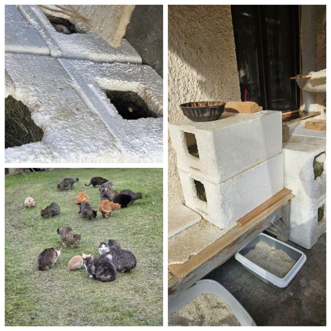 Společenství koček Hranice