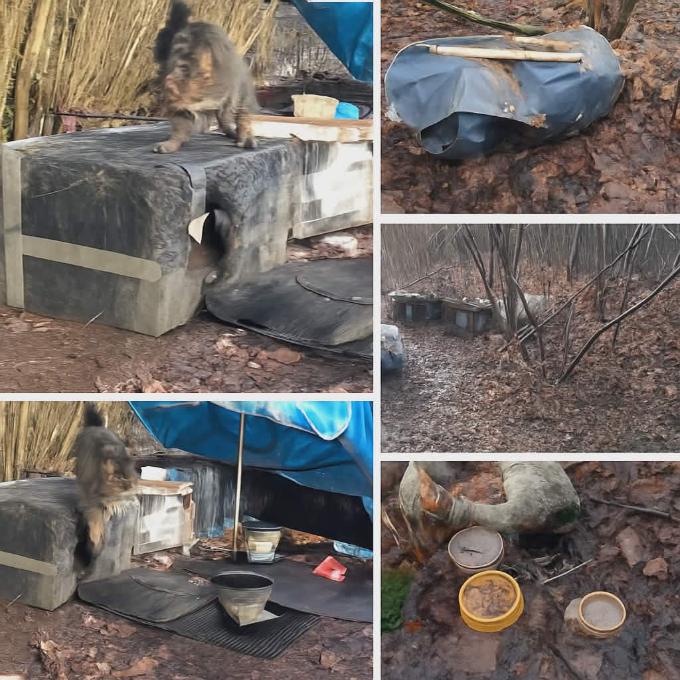 MOST – LES U BEZDOMOVCE