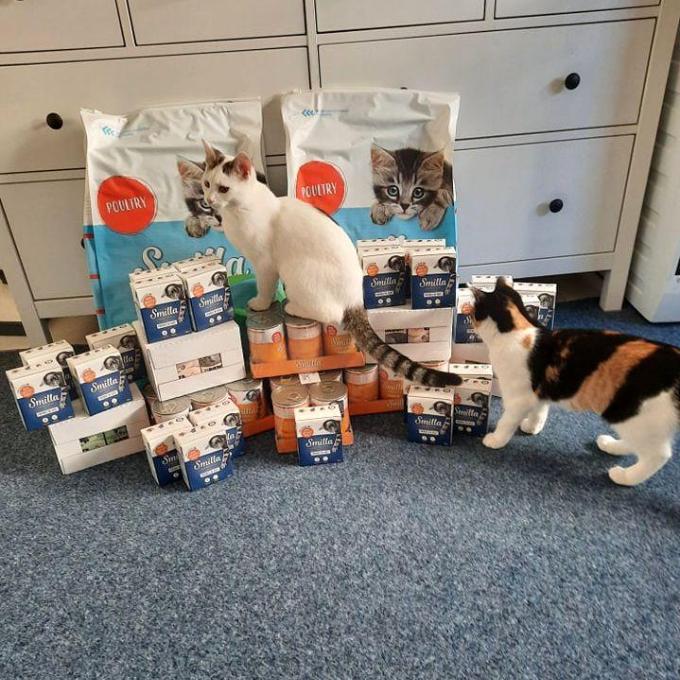 Kočky z Konce světa