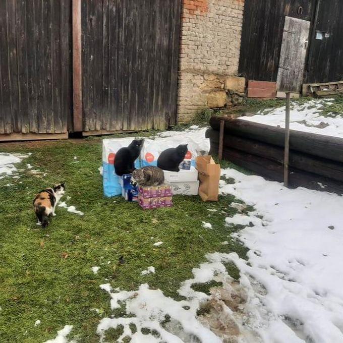 Místo zvané kočičí apokalypsa