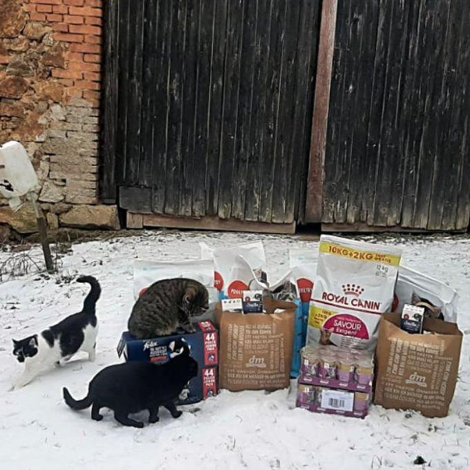 Místo zvané kočičí apokalypsa