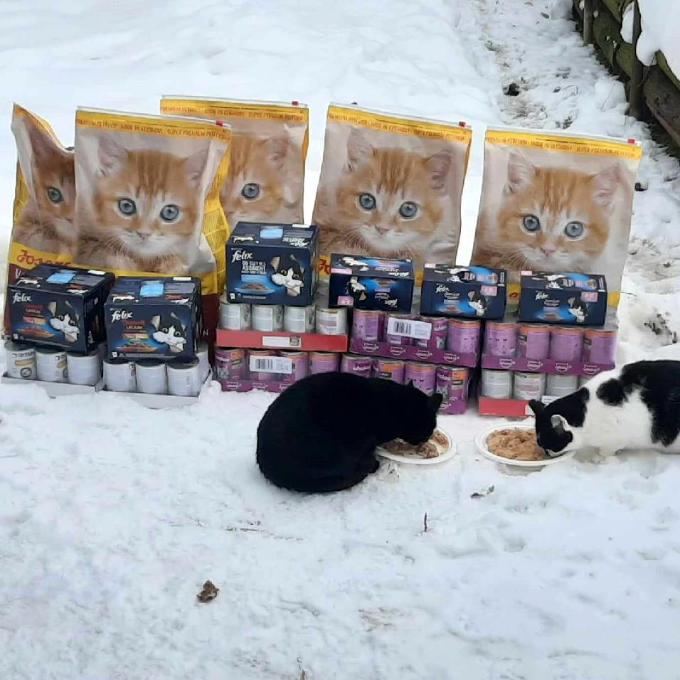 Místo zvané kočičí apokalypsa