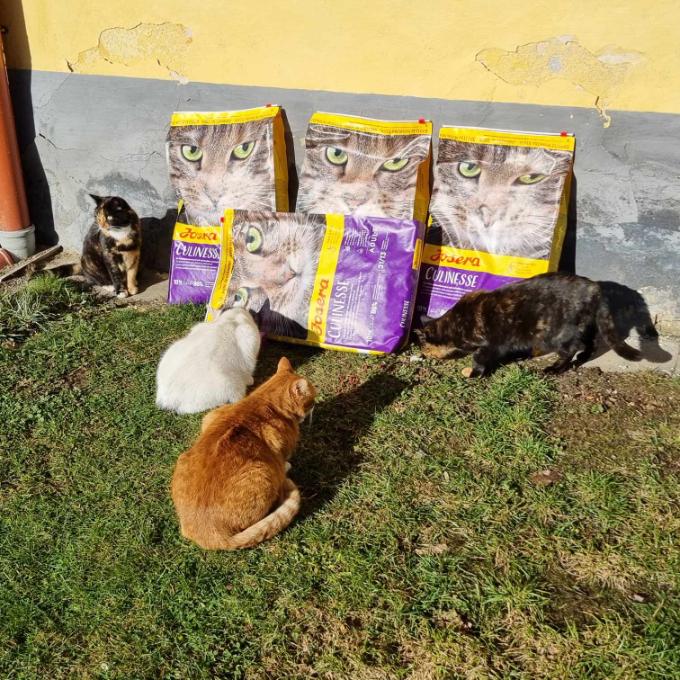 Těmice - FIV pozitivní