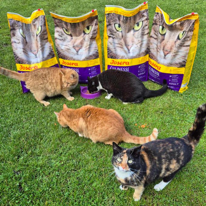 Těmice - FIV pozitivní