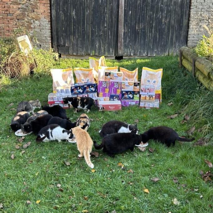 Místo zvané kočičí apokalypsa