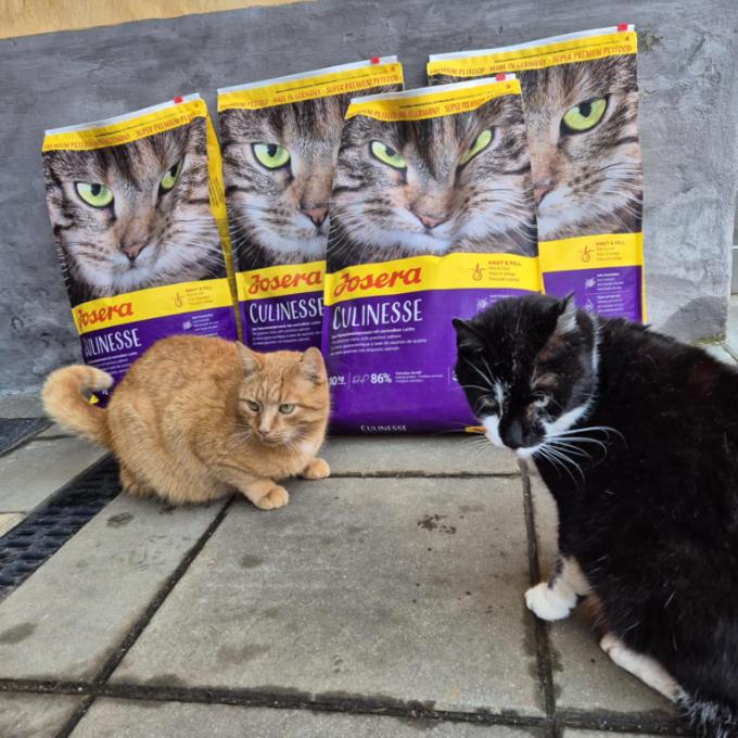 Těmice - FIV pozitivní