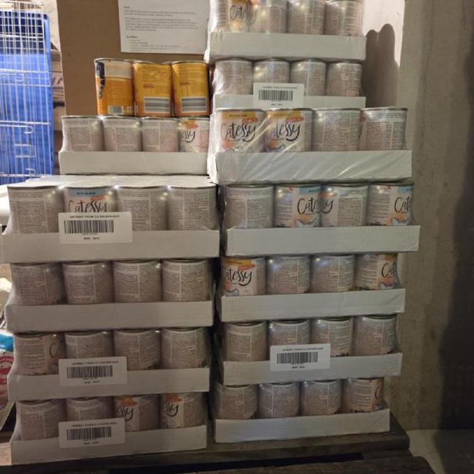 Kočky od bytového domu