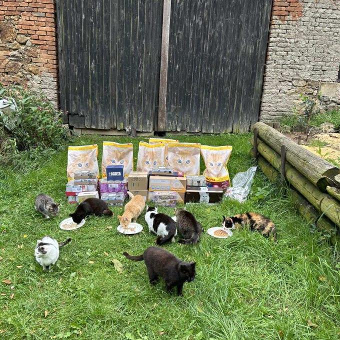 Místo zvané kočičí apokalypsa