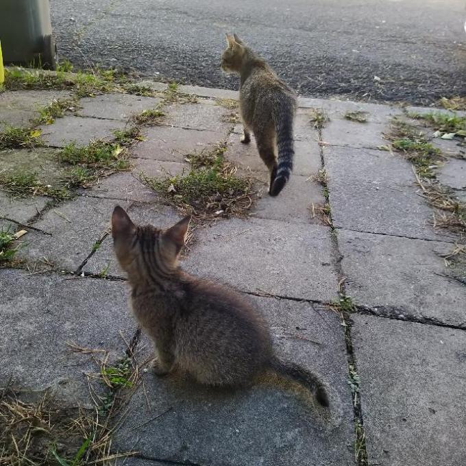 Veselí nad Moravou - Hutník