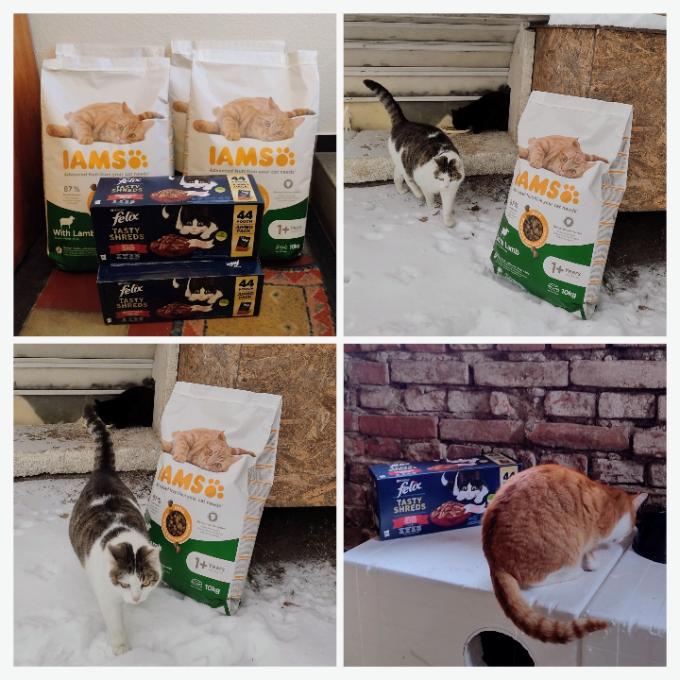 Rostoklaty - Kočičky toulavé pacičky